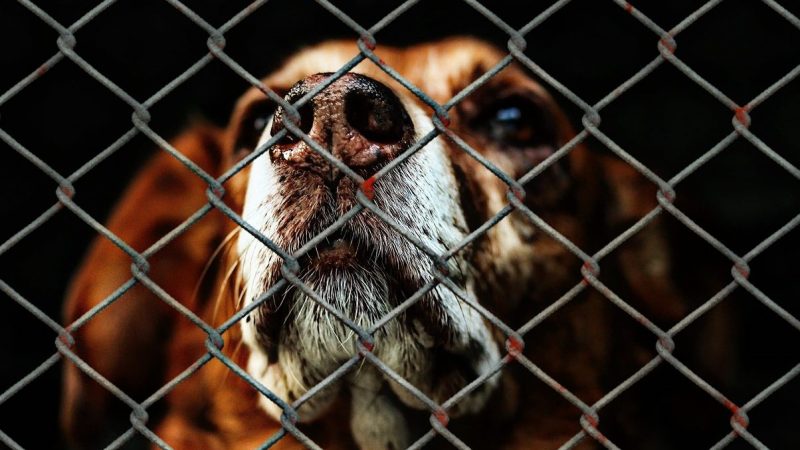 Ce fléau qu’est l’abandon des chiens de manière sauvage